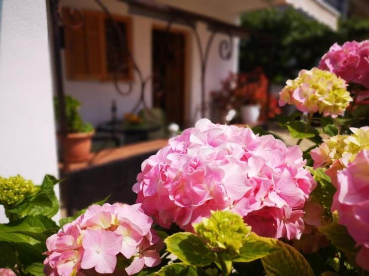 Apartmani Rita Studio Novigrad Istria Exterior foto