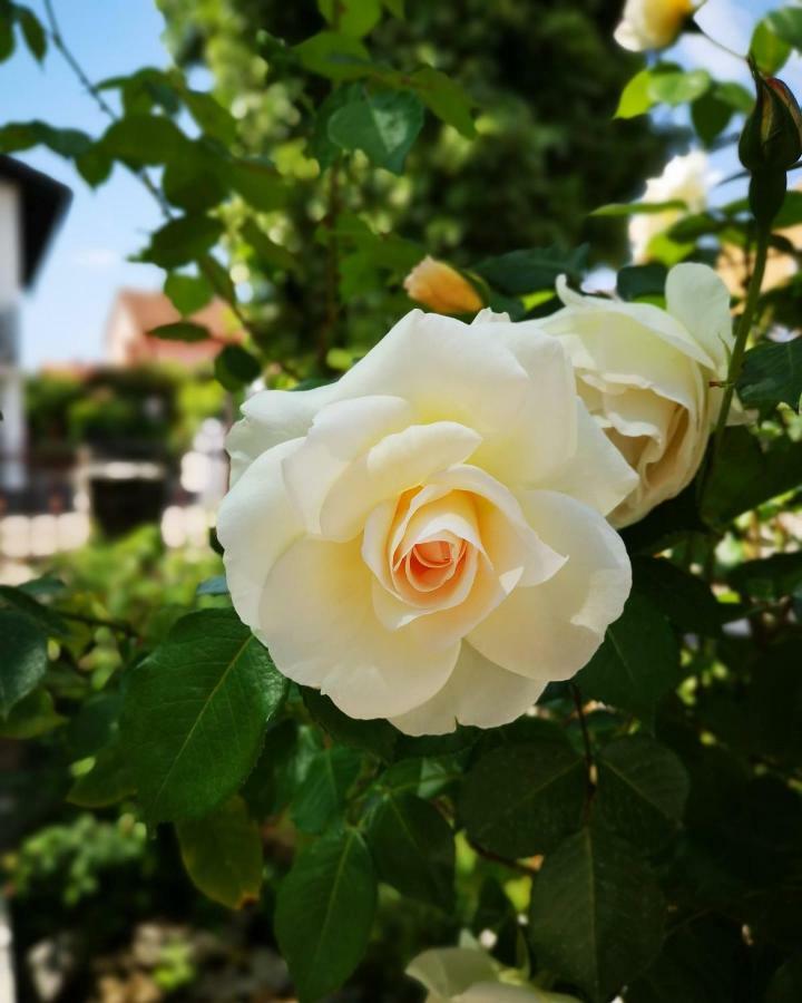 Apartmani Rita Studio Novigrad Istria Exterior foto